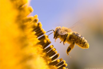 Api a rischio estinzione, l’impatto dei pesticidi è raddoppiato in soli 10 anni