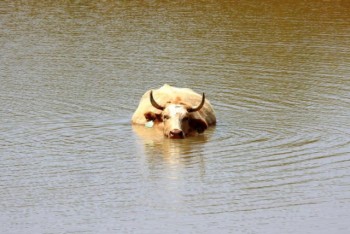 Ondate di calore fino a 56 gradi, possibili nei prossimi decenni