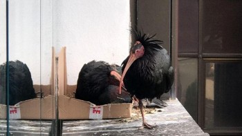 Trovato a Roma il nido di due rarissimi ibis eremita, una specie quasi estinta