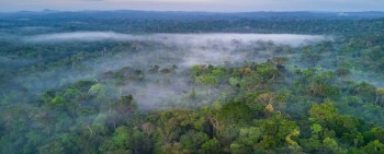 Amazzonia “capovolta”: il polmone verde diventa uno dei maggiori produttori di CO2