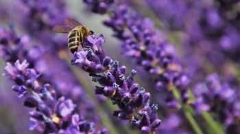 Api a rischio estinzione: quali fiori piantare per aiutarle?