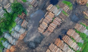 In 20 anni rigenerati 59 milioni di ettari di foreste in tutto il mondo