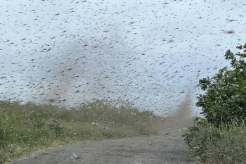 L’impressionante “tornado di zanzare” che si è formato in Russia [video]