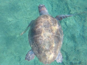 Buone notizie per le tartarughe marine, in Italia è record di nidificazioni