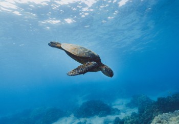 Il 95% degli oceani potrebbe cambiare entro il 2100