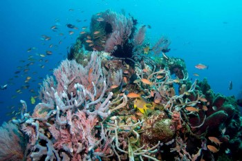 Per le barriere coralline artificiali, il tempo non è abbastanza