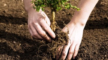 Clima: cosa succederebbe se tutti piantassimo un albero ogni anno per 20 anni?