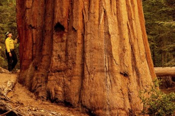 Gli incendi in California minacciano le antiche sequoie giganti