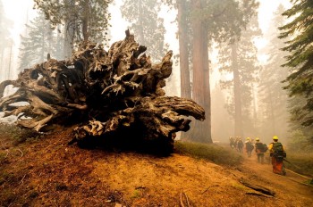 Gli incendi in California minacciano le sequoie giganti