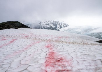 Cos’è la “neve rossa” e cosa sta succedendo ai ghiacciai alpini