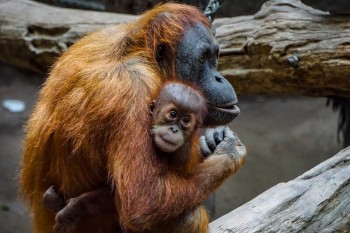 Sempre peggio per la biodiversità, 40mila specie rischiano l’estinzione