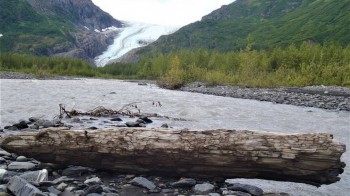 Scioglimento dei ghiacciai: in Alaska compare una foresta di 1300 anni fa