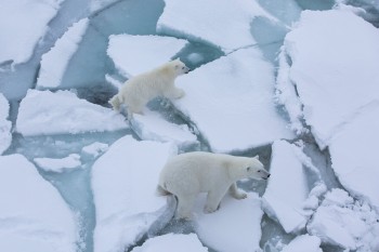 Estensione ghiaccio marino artico 2021, tra le più basse di sempre