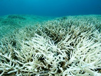 Barriere coralline: è stato il decennio peggiore di sempre