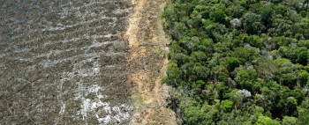 Amazzonia: la deforestazione raggiunge un nuovo record