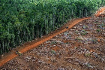 COP26: stop alla deforestazione entro il 2030