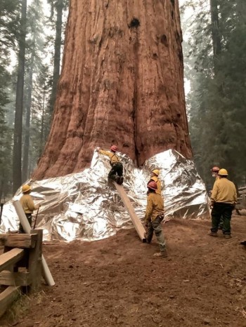 Gli incendi hanno bruciato un quinto delle sequoie più grandi del mondo