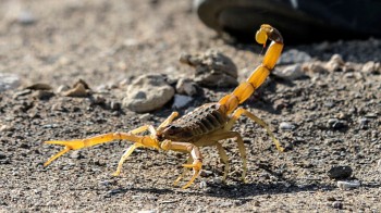 Egitto: invasione di scorpioni dopo le tempeste, ferite 500 persone