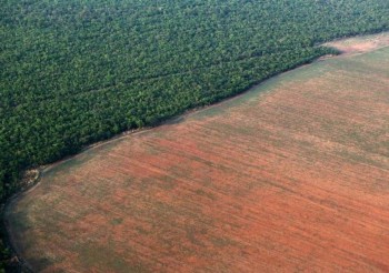 La Foresta Amazzonica rischia di non sopravvivere