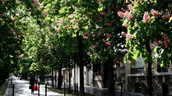 Clima: gli alberi possono ridurre il riscaldamento nelle città fino a 12 °C