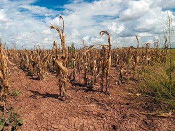 NASA: “l’agricoltura globale sta affrontando una nuova realtà climatica”