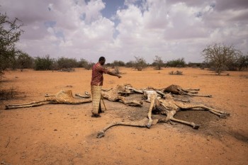 In Africa la siccità sta facendo strage di animali: spaventose le immagini