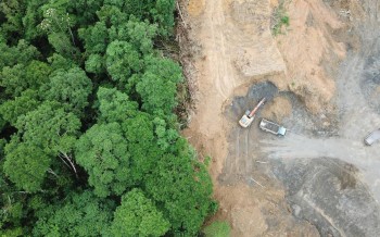 Deforestazione: ecco come le foreste potrebbero salvarsi da sole