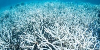 Nuova allerta per la Grande Barriera Corallina: si teme uno sbiancamento di massa