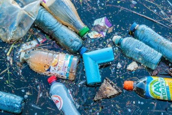 Gli organismi costretti a mangiare plastica per sopravvivere