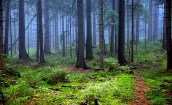 Le foreste europee stanno morendo