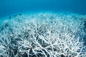 Arrivano i super-coralli: dalle Hawaii nasce un metodo per fermare lo sbiancamento delle barriere coralline