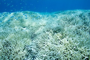 La Grande barriera corallina australiana verso un nuovo sbiancamento di massa