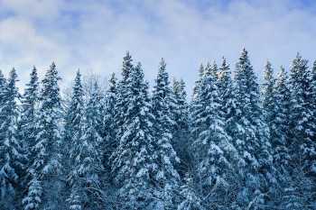 Migrazione delle foreste boreali: cosa comporta?