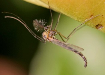 L’ingestione di microplastiche sta causando cambiamenti evolutivi