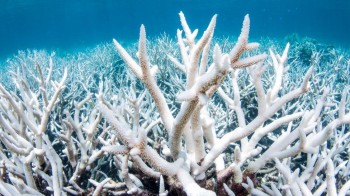 Un nuovo sbiancamento di massa ha colpito la Grande Barriera Corallina Australiana