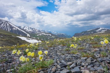 La tundra siberiana sta scomparendo