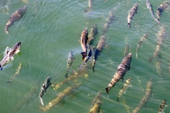 Le “piscine” di riscaldamento nel Pacifico non sono un fenomeno naturale